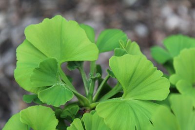 Ginkgo biloba 'Troll' - jinan dvoulaločný - jarní listy